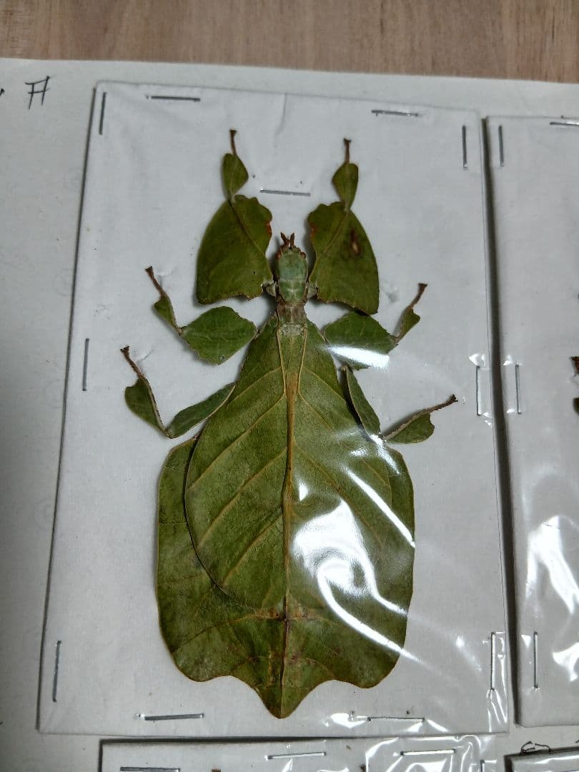 海外産標本｜インドネシア産 ナナフシモドキ（木葉虫）昆虫標本