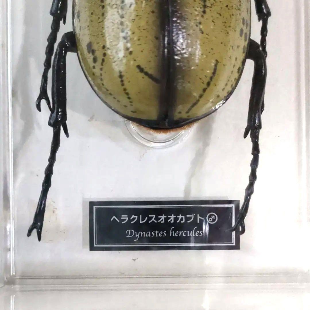 昆虫標本レアセットセール中！