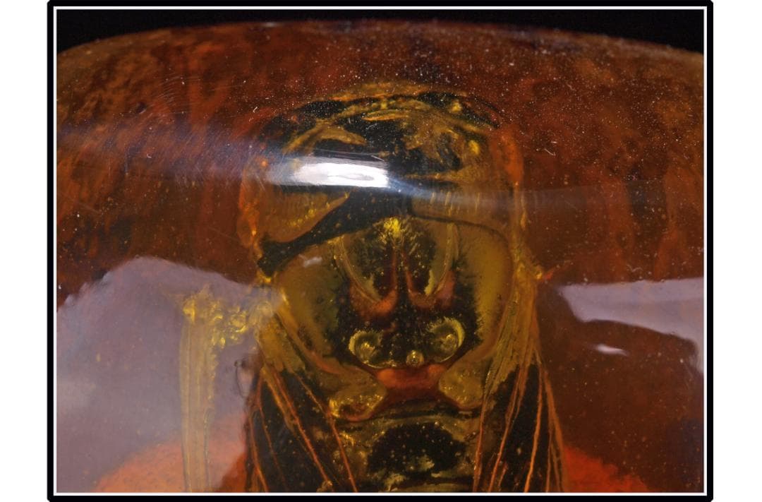 中国時代の化石　天然琥珀サソリ※骨董品 古美術 DE1649D4-2