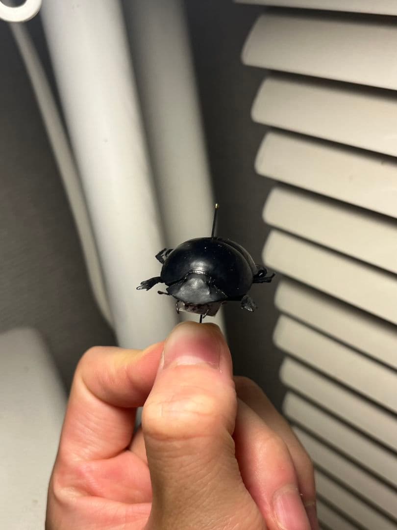 【35mm】ピンポンタマオシコガネ 飛べないフンコロガシ オオニジダイコクコガネ