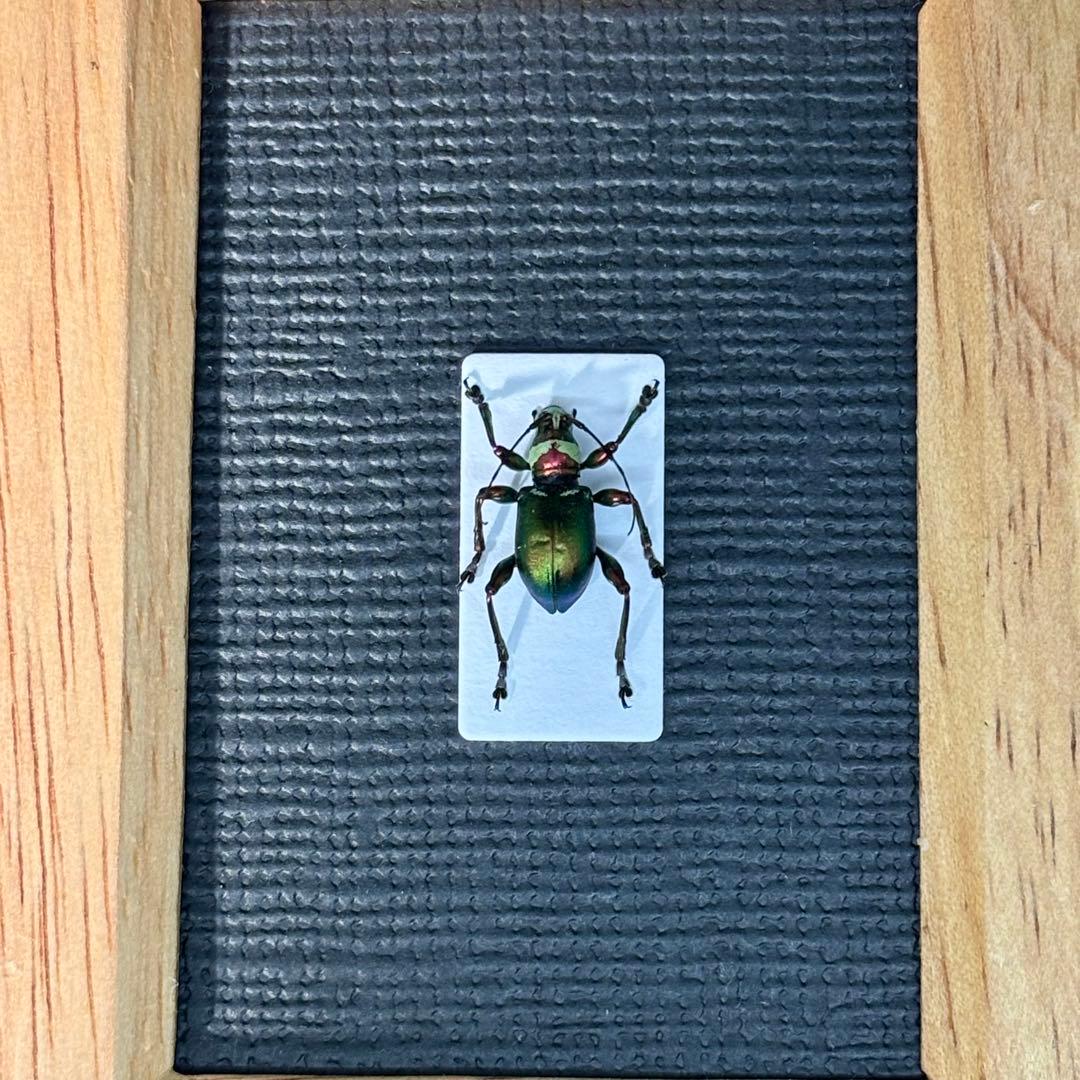 カタゾウムシにそっくりなカミキリムシ【標本】