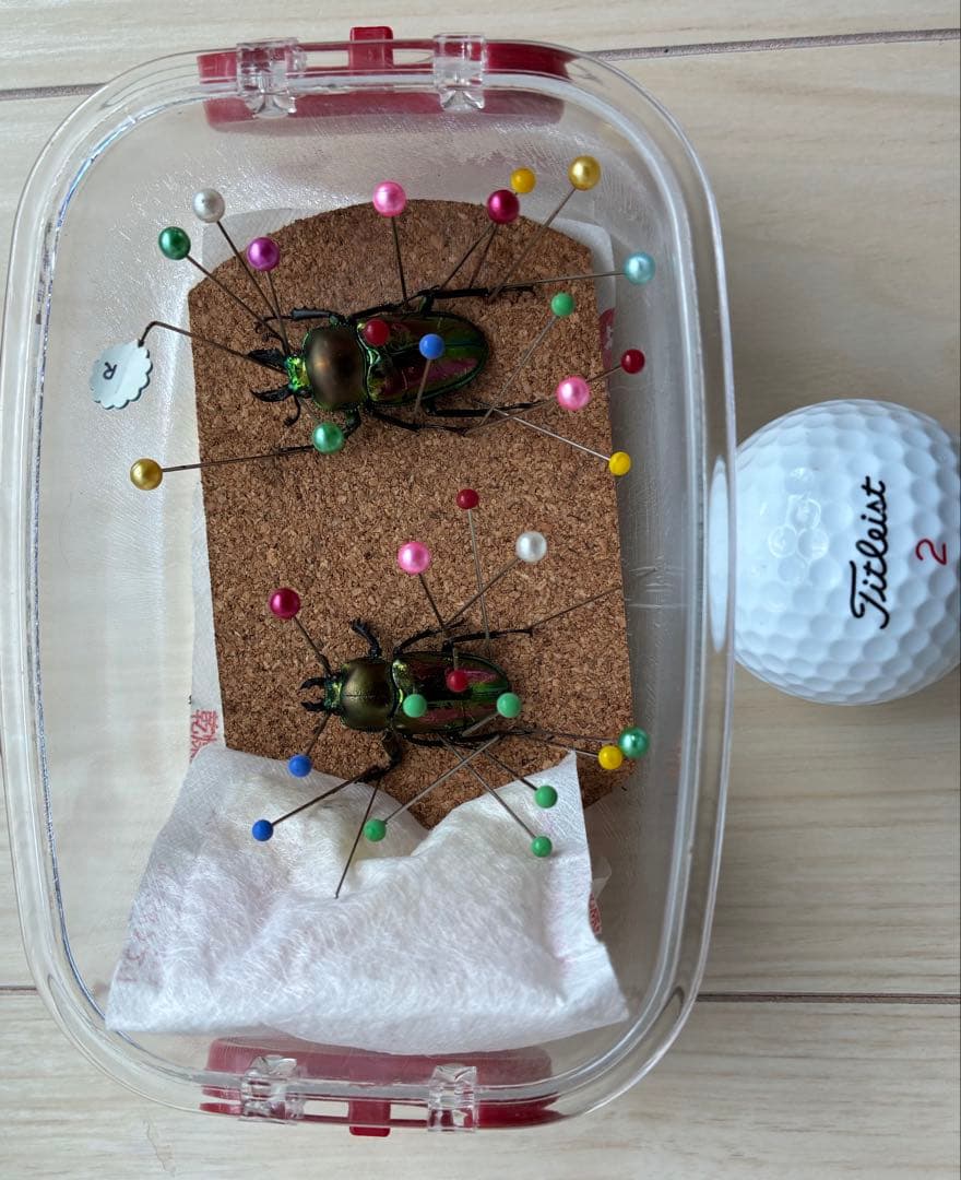 クワガタ標本 セット 標本ケース2個