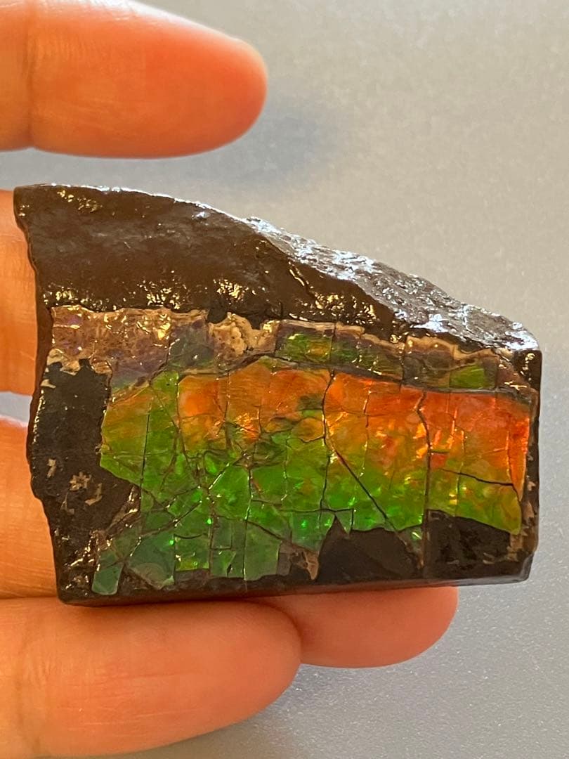 化石　原石　アンモライト　アンモナイト　幅4.4cm カナダ産　置物　箱付き