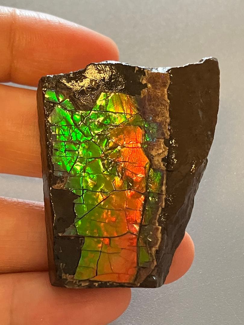 化石　原石　アンモライト　アンモナイト　幅4.4cm カナダ産　置物　箱付き