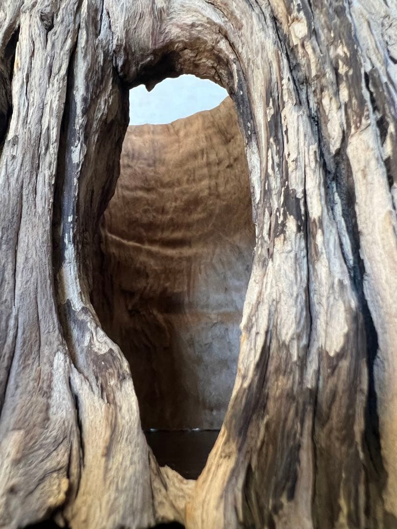 HX-008 流木　空洞　爬虫類　アクアリウム　アクアテラリウム　即沈水