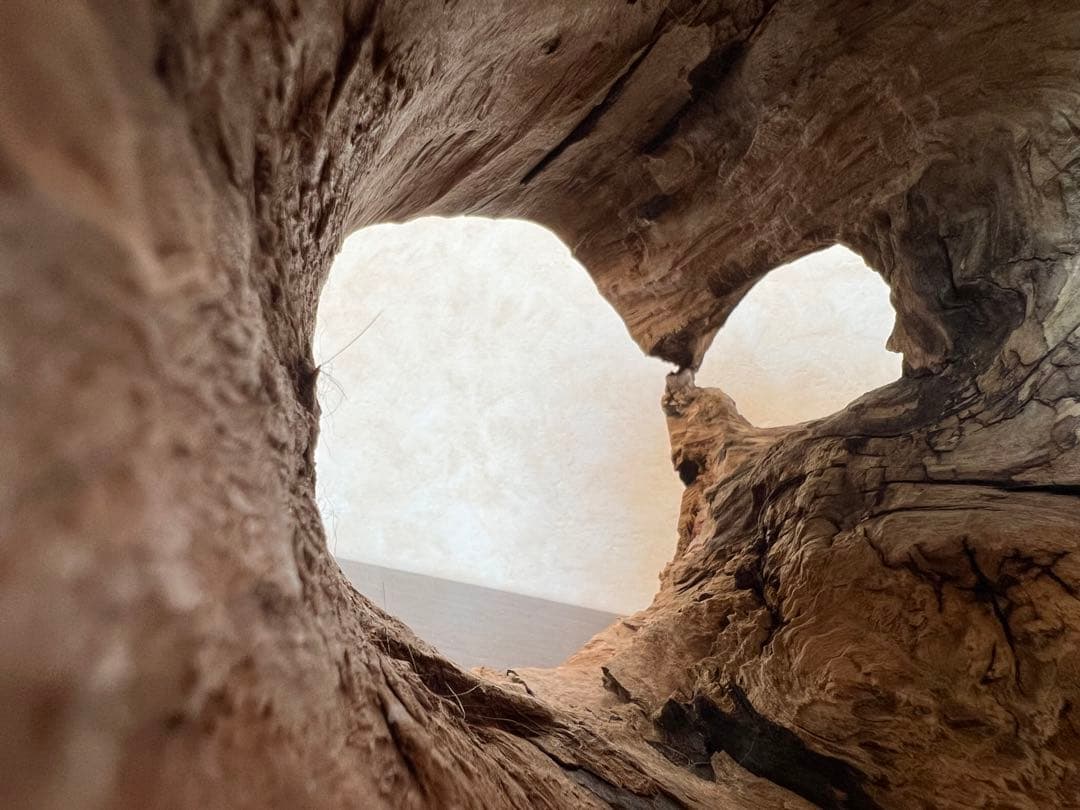 HX-008 流木　空洞　爬虫類　アクアリウム　アクアテラリウム　即沈水