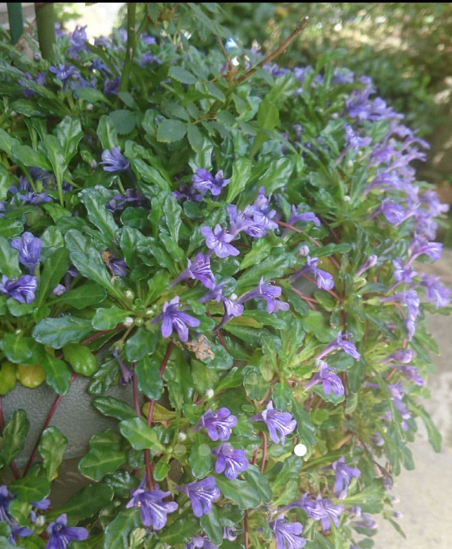 【樂吉左衞門】第12代弘入　徳利とぐい呑み