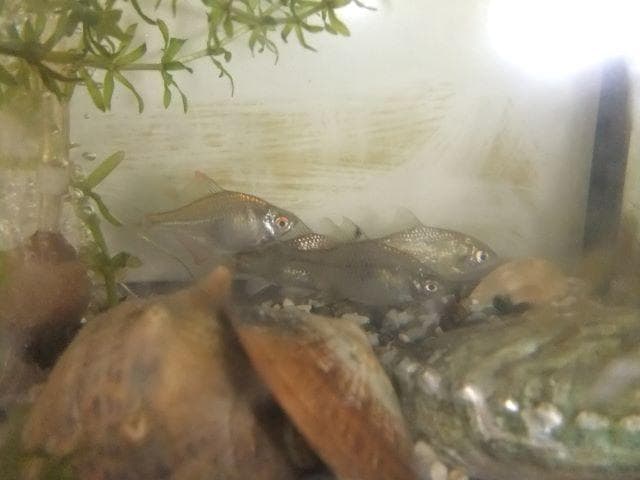 和竿　竹竿　タナゴ竿　古竹矢竹108－Ⅾ2