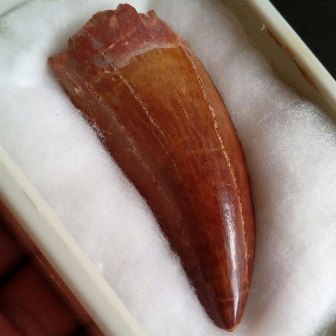 歯化石　恐竜　アフリカ獣脚類　極美麗　高品質標本