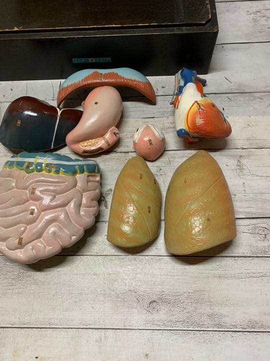 大型　木製　人体模型　標本　臓器　パズル　ディスプレイ　漢方　レトロ