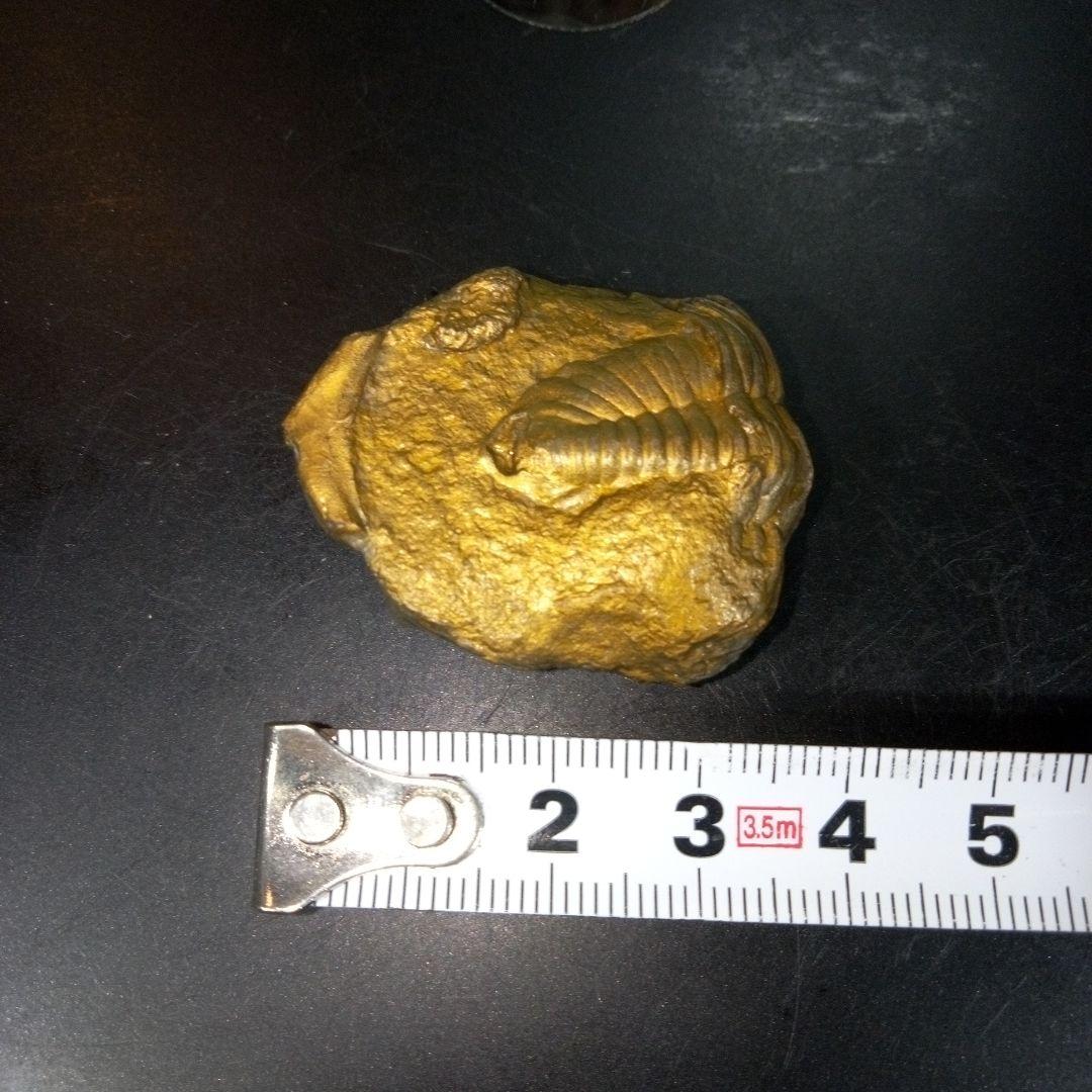 三葉虫　化石　fossil　ボリビア産　レア　Fossil管理②