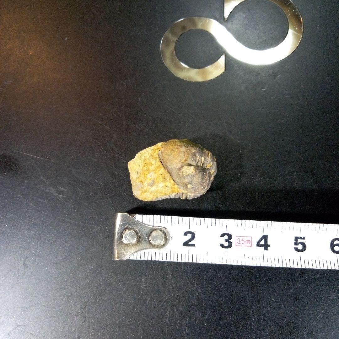 三葉虫　化石　fossil　海　ボリビア産　trilobite　海生動物判別⑪