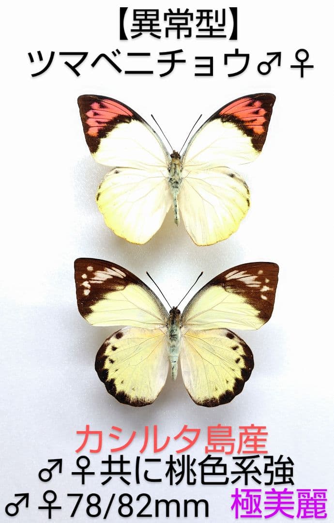 【異常型】ツマベニチョウ♂♀標本★カシルタ島産★桃色系が強♀美麗異常型