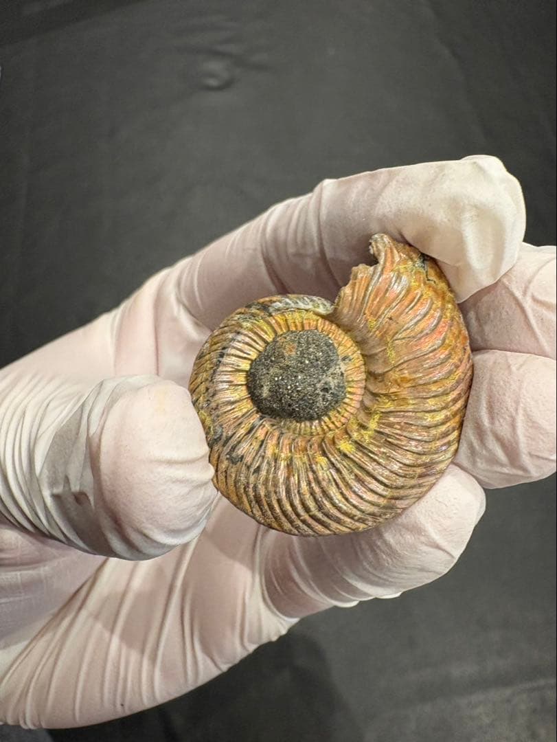 化石　クエンステッドセラス　アンモナイト　まとめ9つ