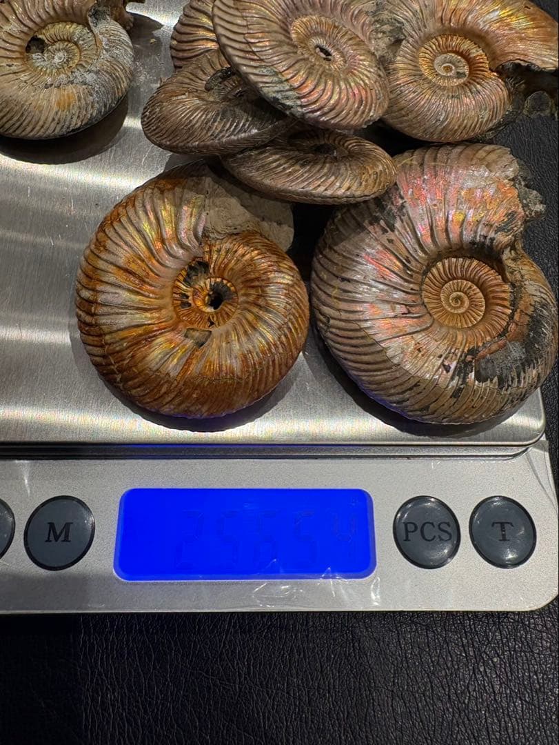 化石　クエンステッドセラス　アンモナイト　まとめ9つ