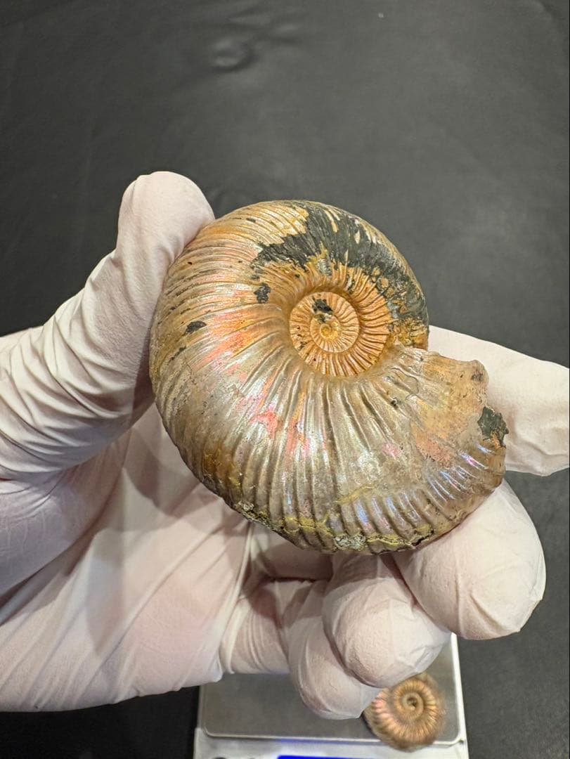 化石　クエンステッドセラス　アンモナイト　まとめ9つ