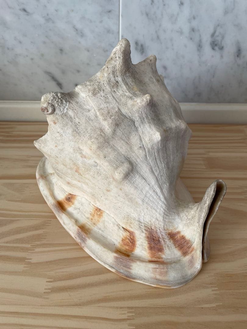 ☆美品•レア☆法螺貝•オブジェ置物/重量2.3kg☆