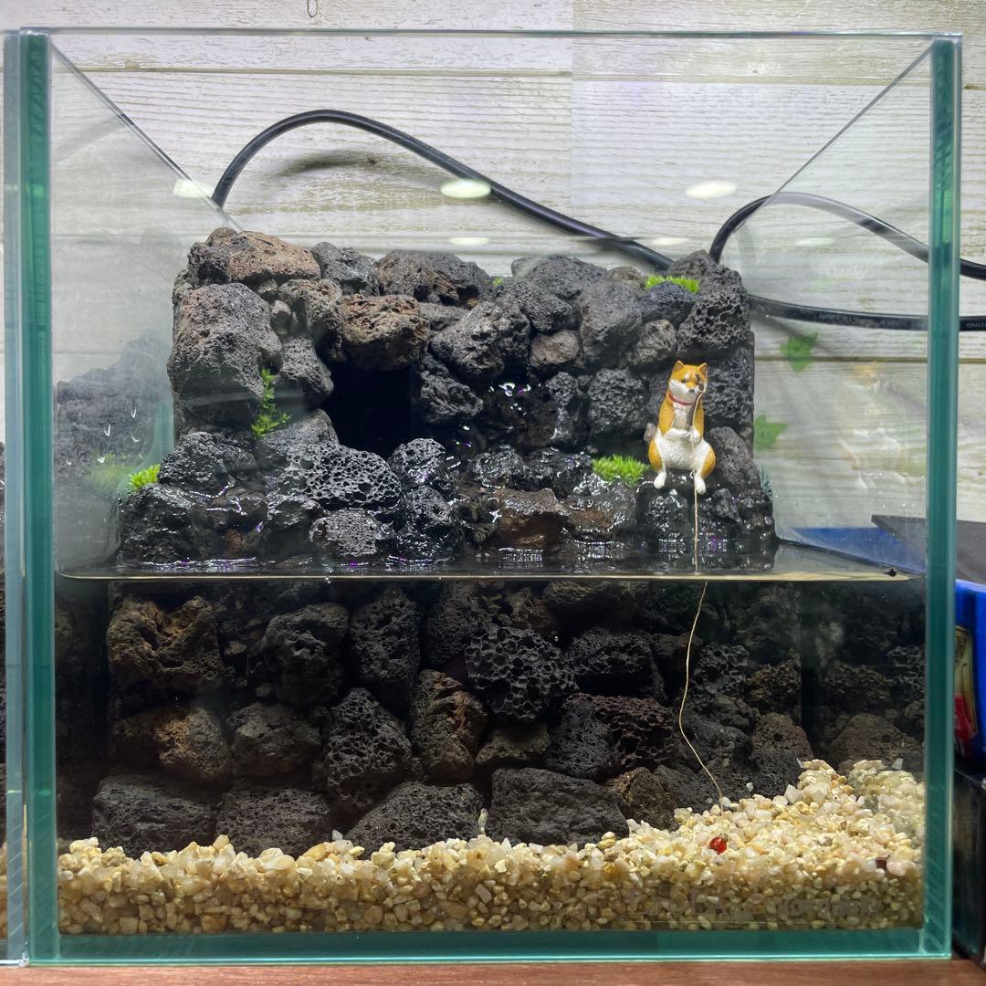 アクアテラリウム　　溶岩石　No.3　※傷あり特価※