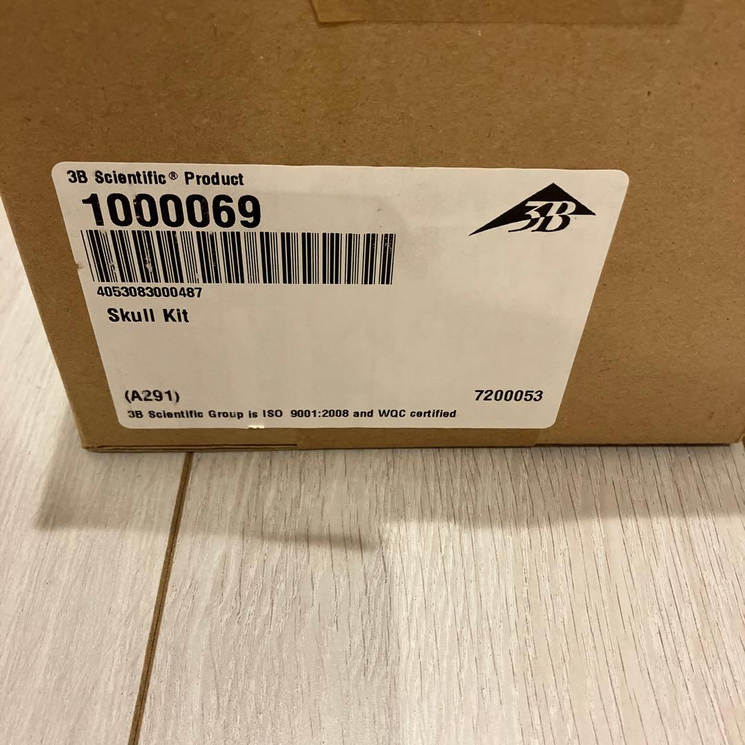 3B 頭蓋骨模型　 22分解可能 カラー　パンフレット付き