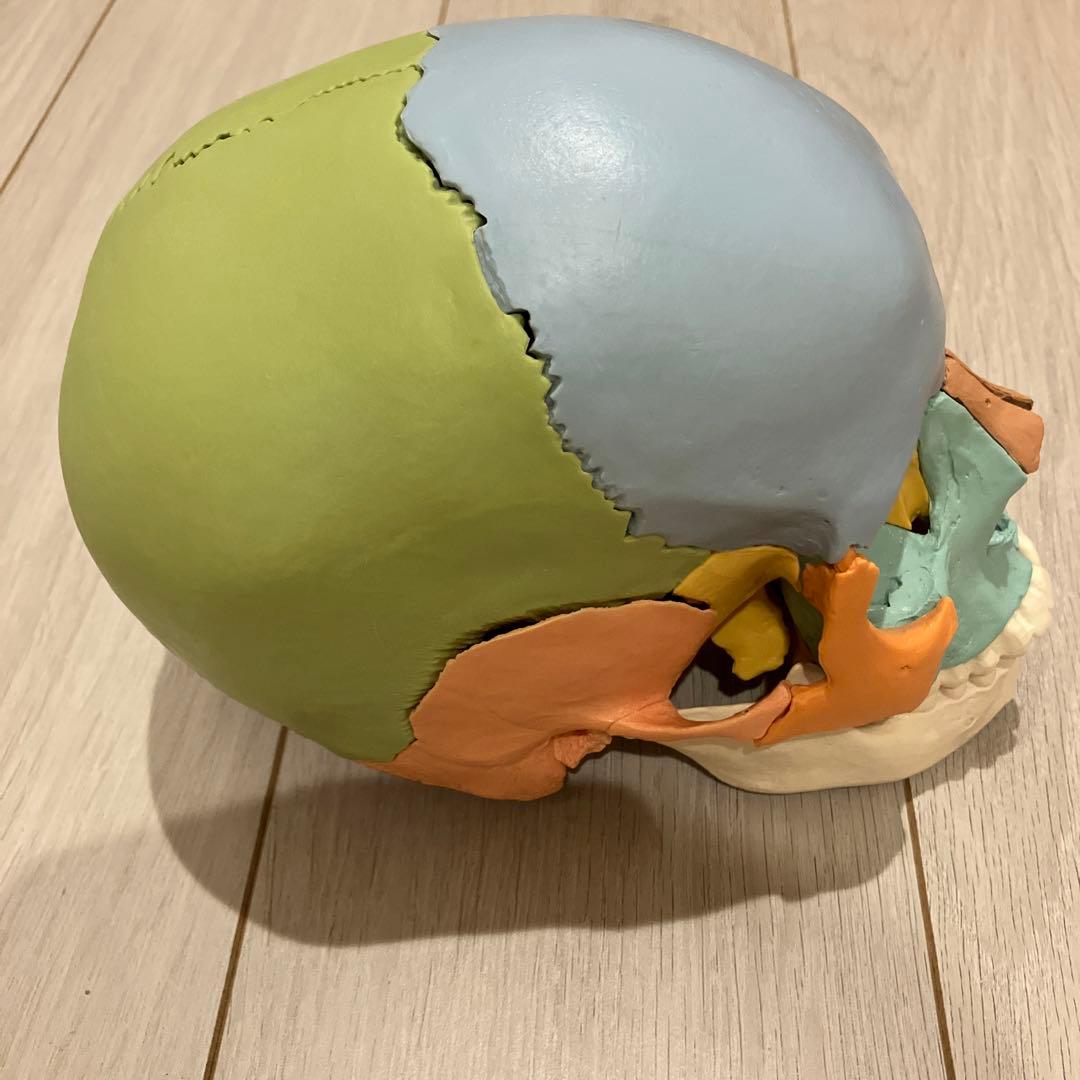 3B 頭蓋骨模型　 22分解可能 カラー　パンフレット付き