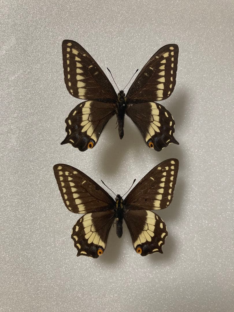 【2頭ペア】パピリオ・インドラ・インドラ（モンタナ州/アメリカ）