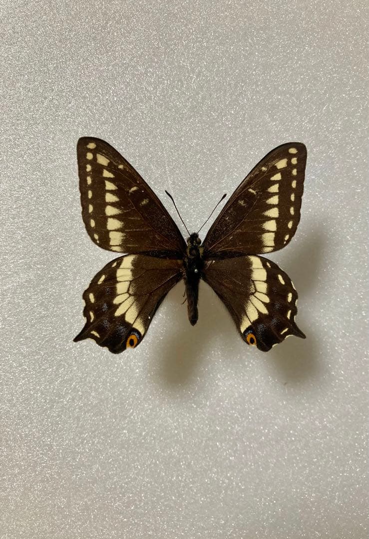 【2頭ペア】パピリオ・インドラ・インドラ（モンタナ州/アメリカ）