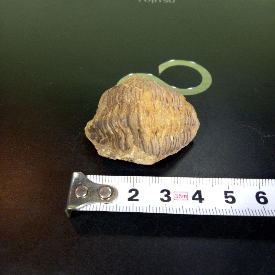 三葉虫　化石　fossil　ボリビア産　trilobite　海生動物識別④