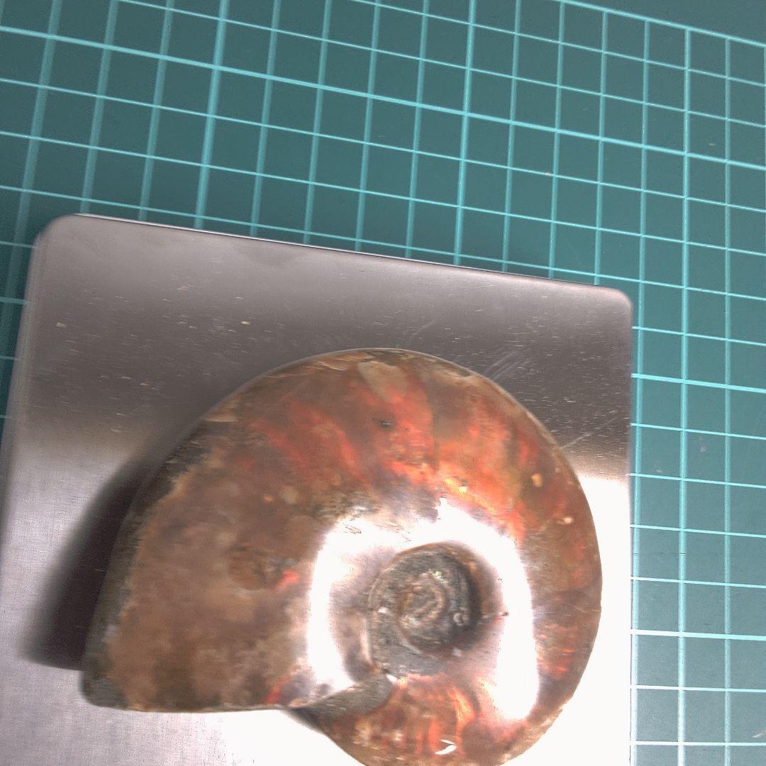 小物１ アンモナイトの化石