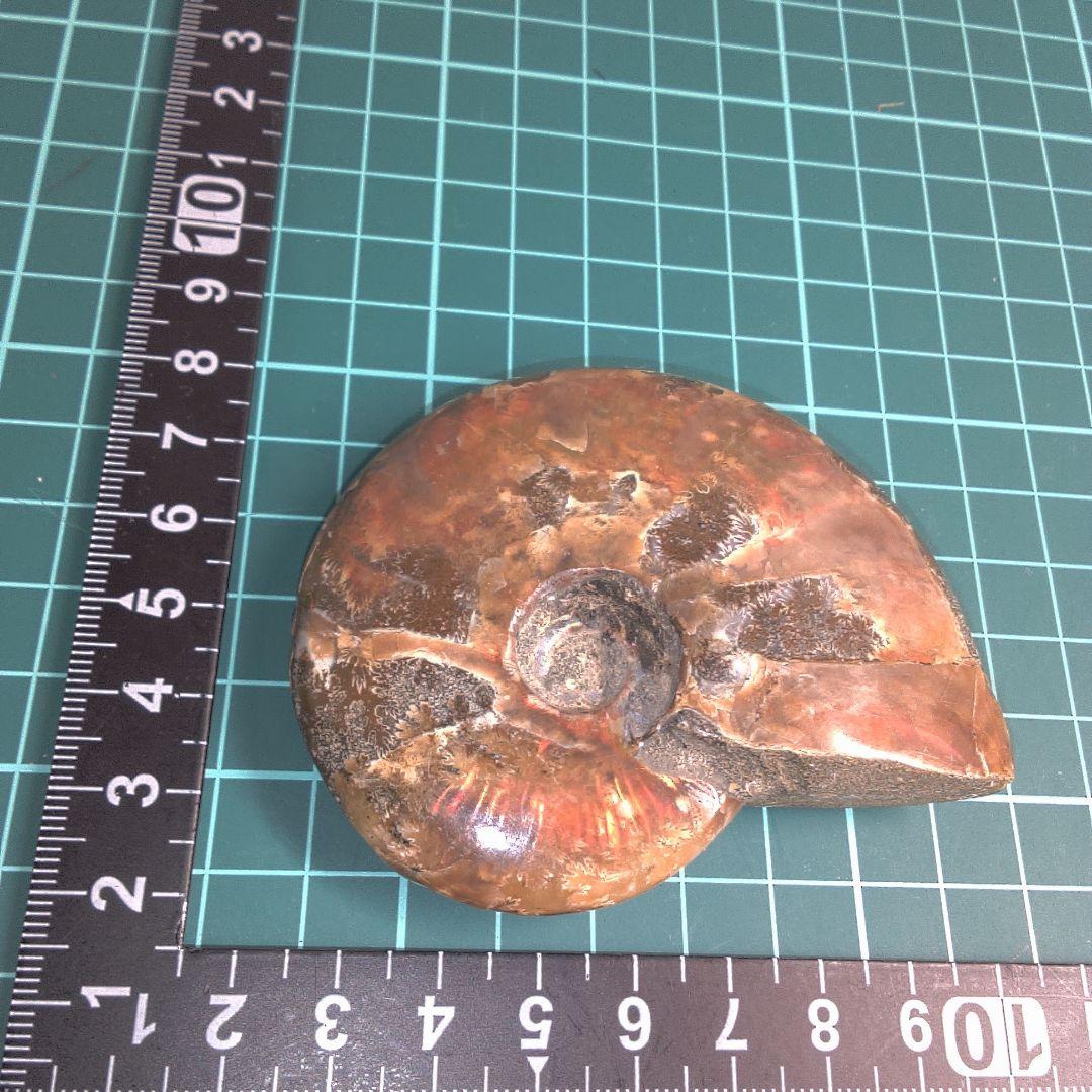 小物１ アンモナイトの化石