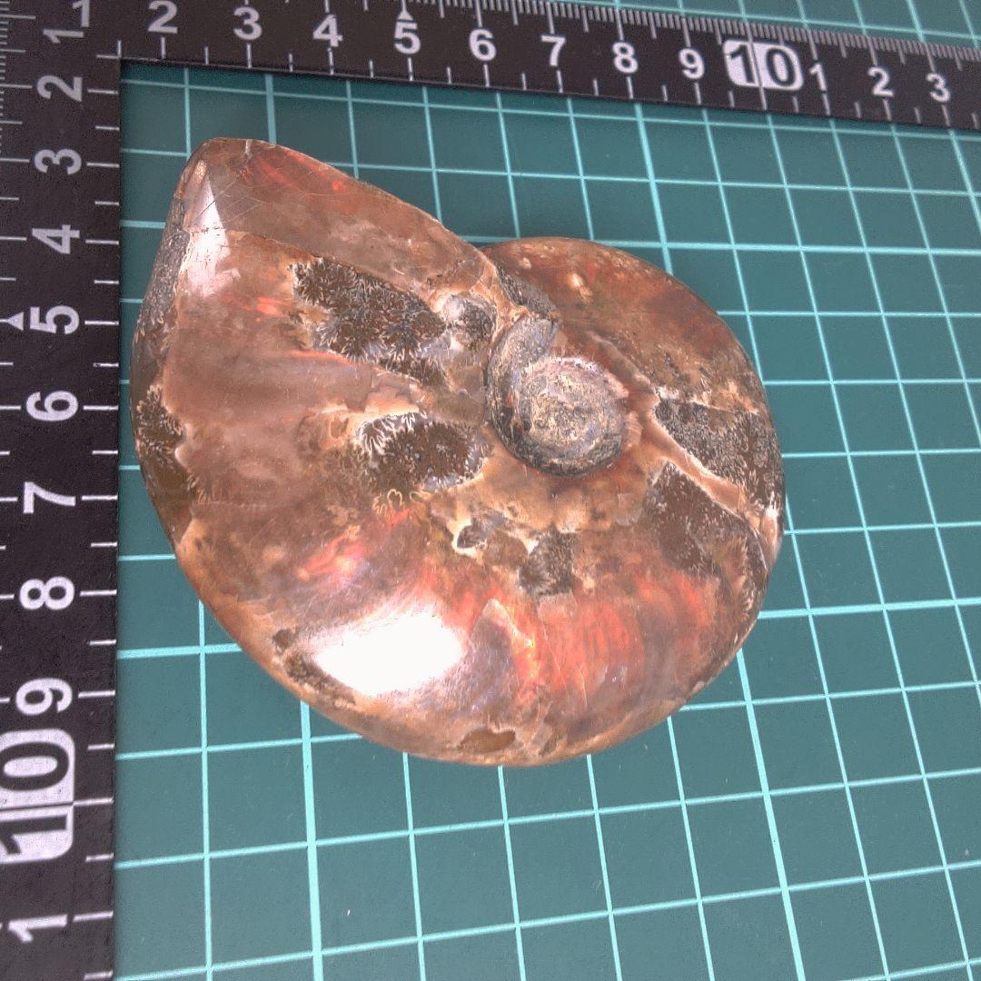 小物１ アンモナイトの化石