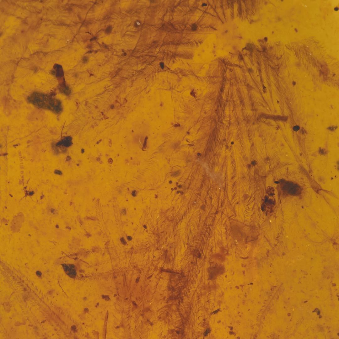 レア極上品 PA0050虫入り琥珀化石　ミャンマーカムティかタナイ9900万年前