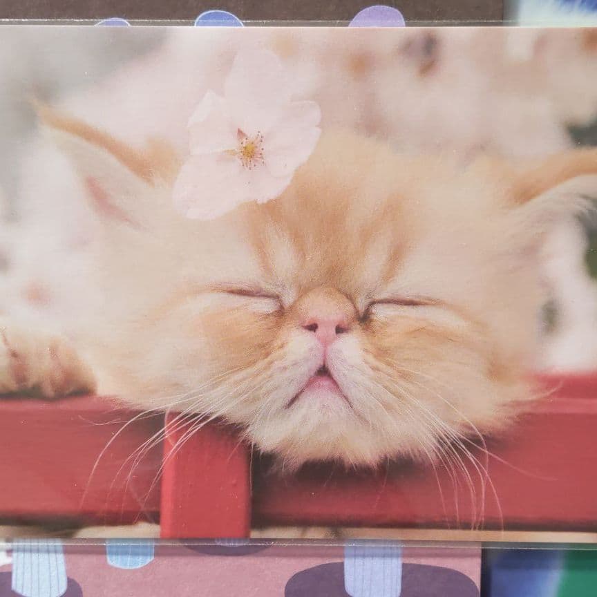 350円クリアファイル ポストカード　猫