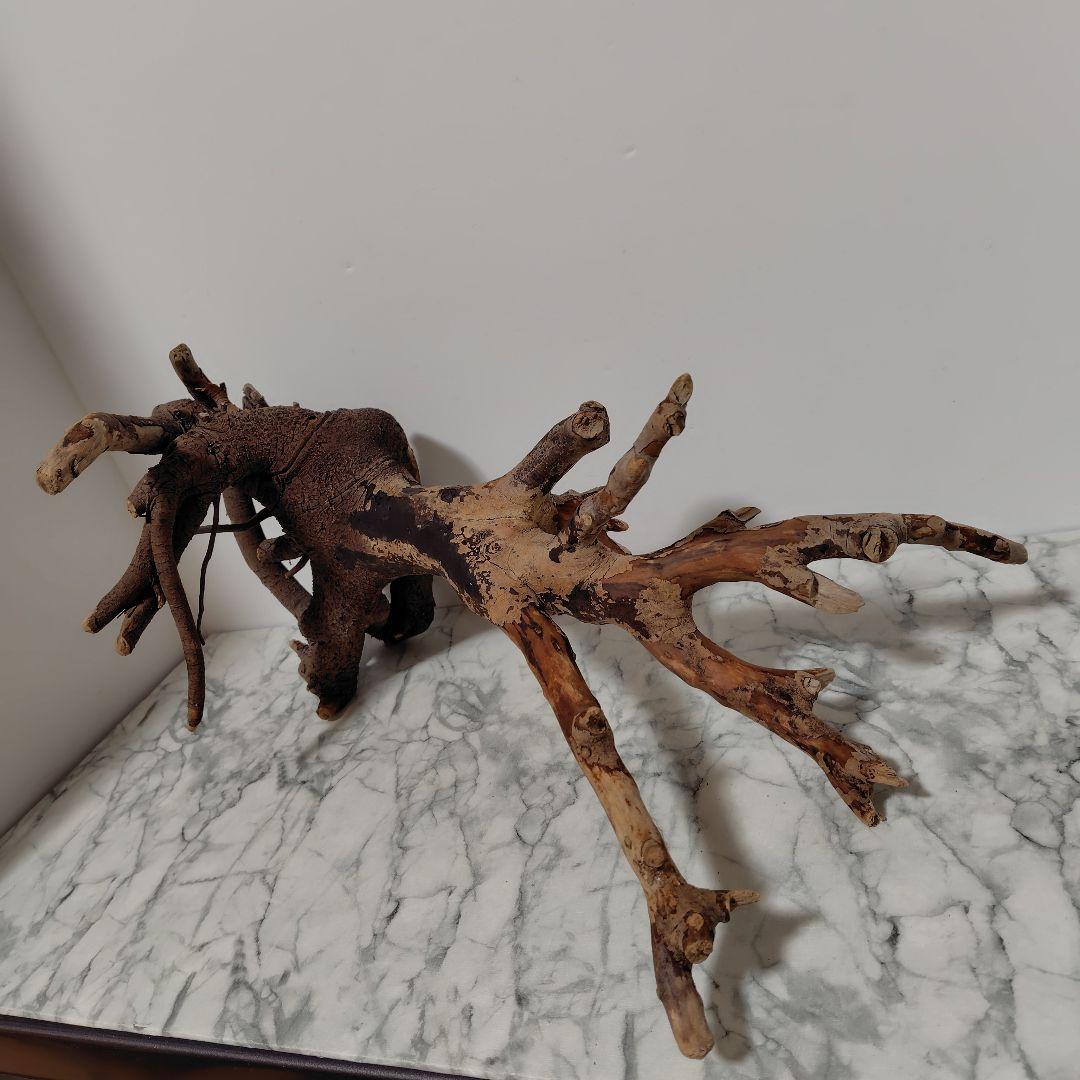 アク抜き済み流木【884】セール