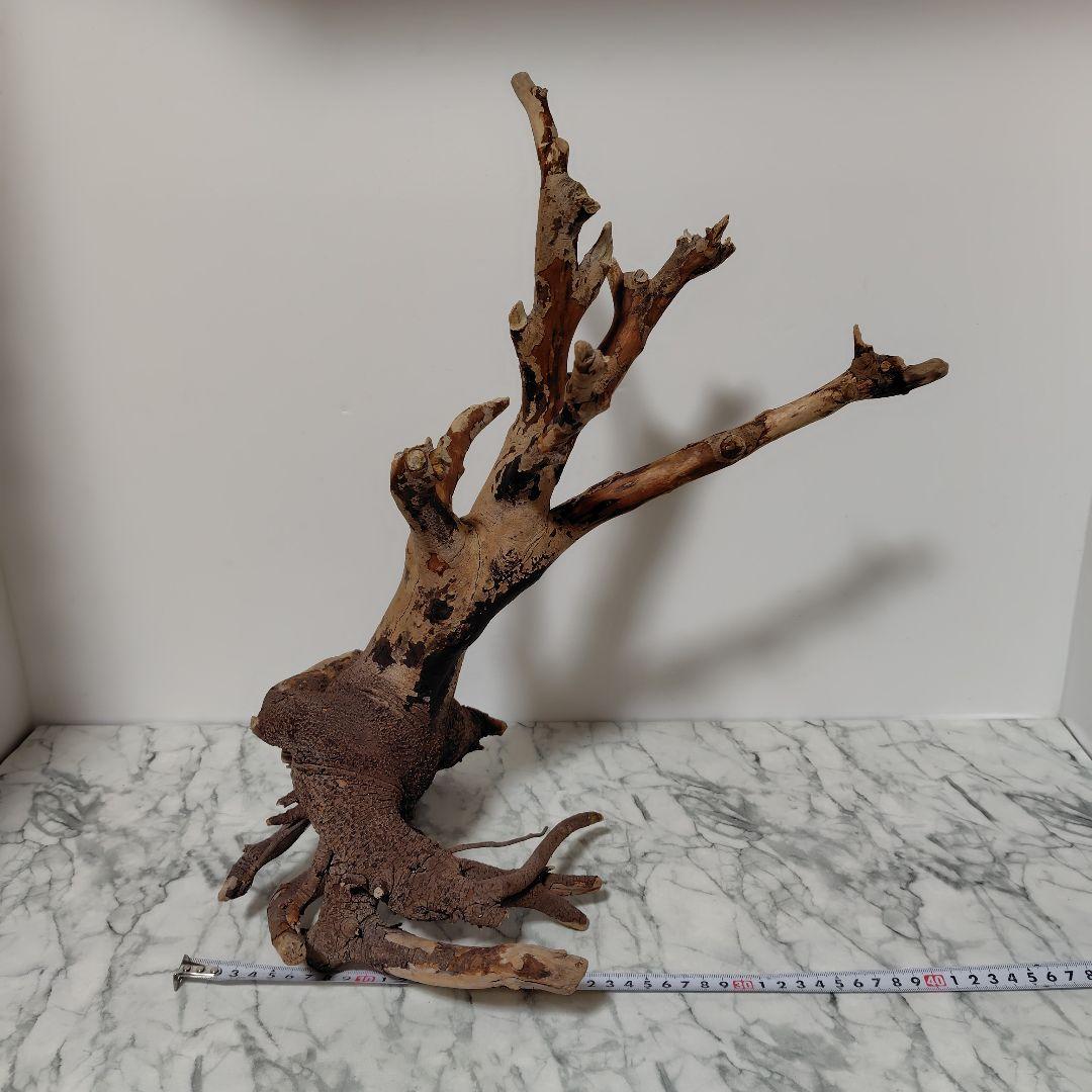 アク抜き済み流木【884】セール