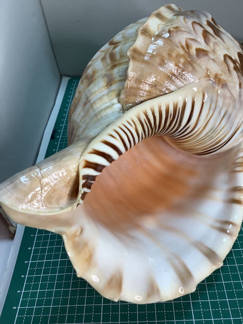 ヤフメリ48・法螺貝・山伏・修験者・金峯山・羽黒山・戦国武将・縁起物・魔除・熊除