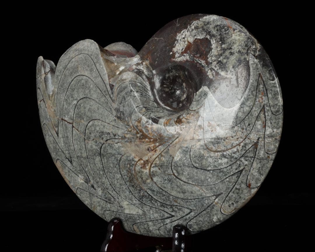 天然アンモナイト化石 重量2.8kg 古生物標本 化石標本 古代海洋生物 鑑賞石