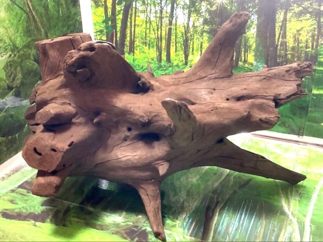 龍スケールです。イケメン朽ち木状ホーンウッド、他2点