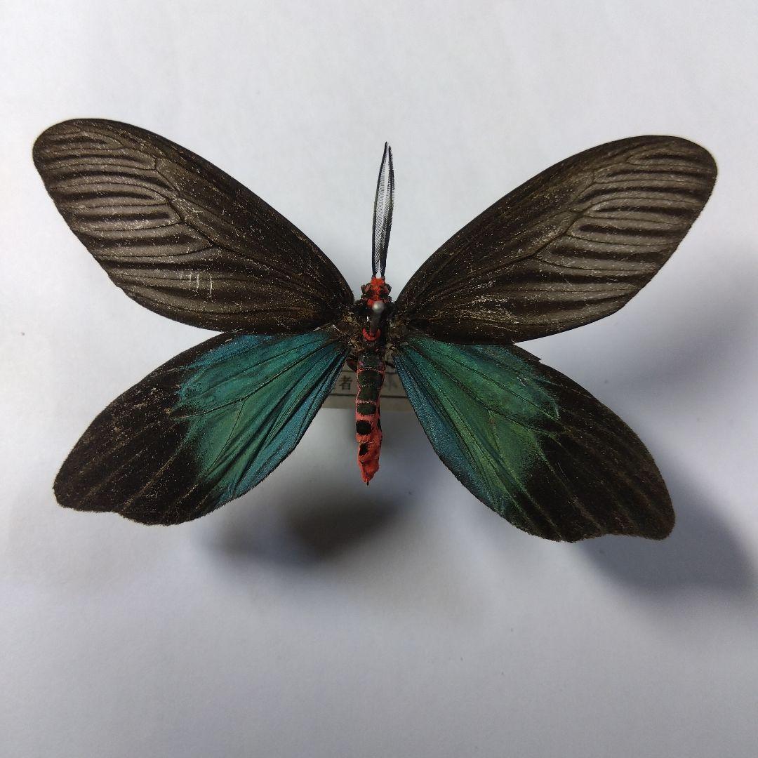 クロツバメ 2頭