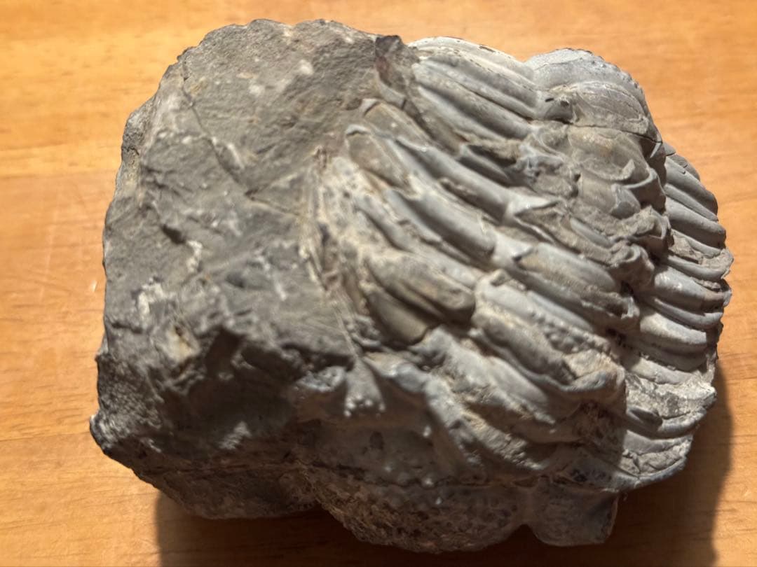 値下げ！三葉虫大型化石／母岩付 約9.5cm 640g 希少古生代デボン紀相当