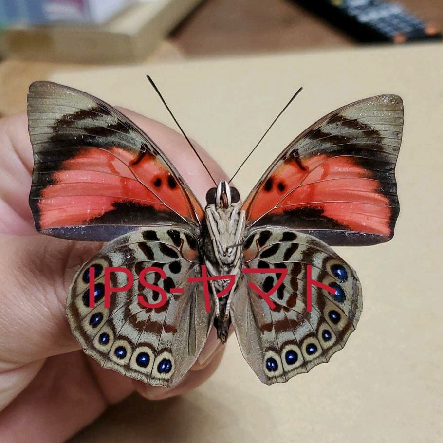 特別価格　コレクションシリーズアグリアス アエドン　ジョベルティーPA