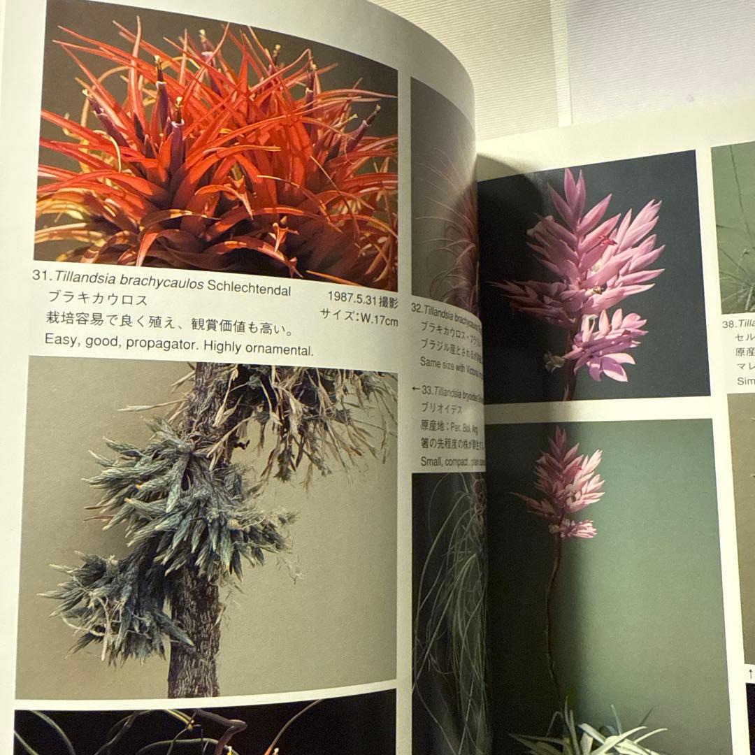 ティランジアハンドブック 改訂版 清水秀男 滝沢弘之 カバー付 【美品】