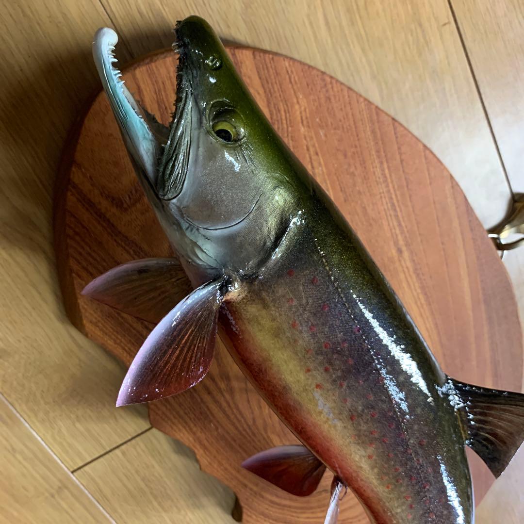 過*ィ様 剥製　魚類剥製工房エフクラフト　イケメンブルックトラウト三口雄40 イ
