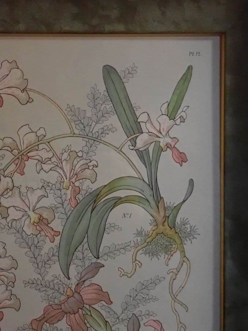 アンティークプリント○ランバート「蘭」1885年