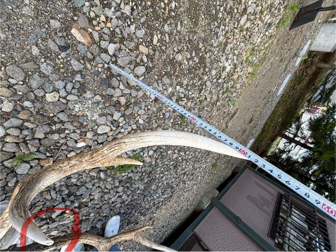 エゾシカの頭骨