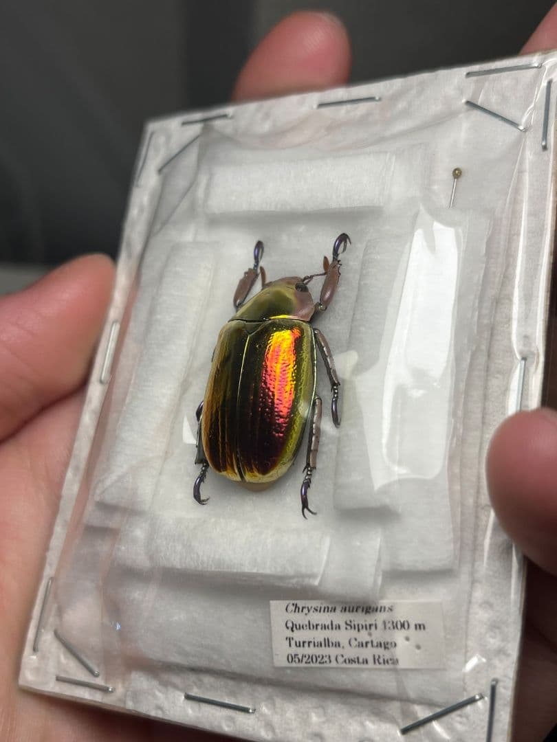 【26mm】アウリガンスプラチナコガネ 赤色型 カナブン ウグイスコガネ 標本