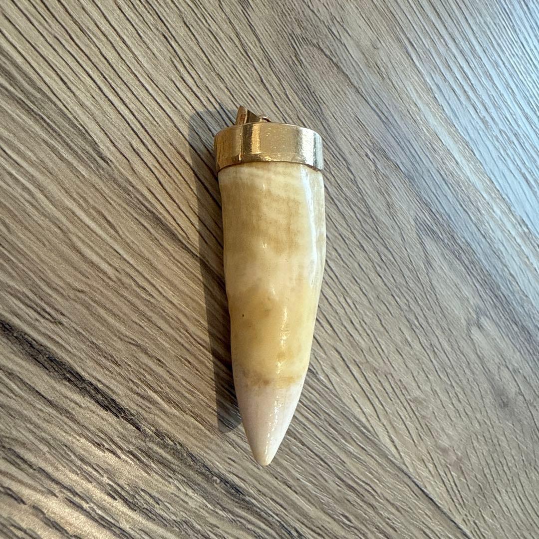 k*l様 ⭐︎激レア⭐︎希少⭐︎シャチの歯　骨董品