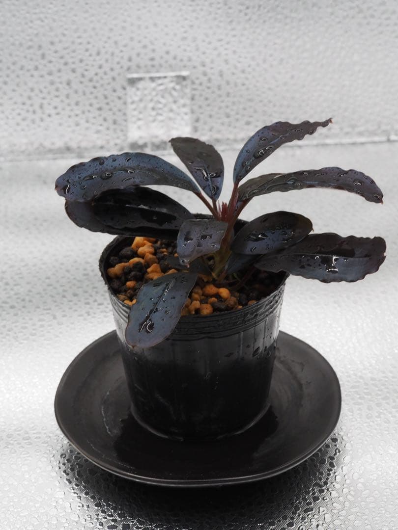 ブセファランドラ sp. \"花紺青\"