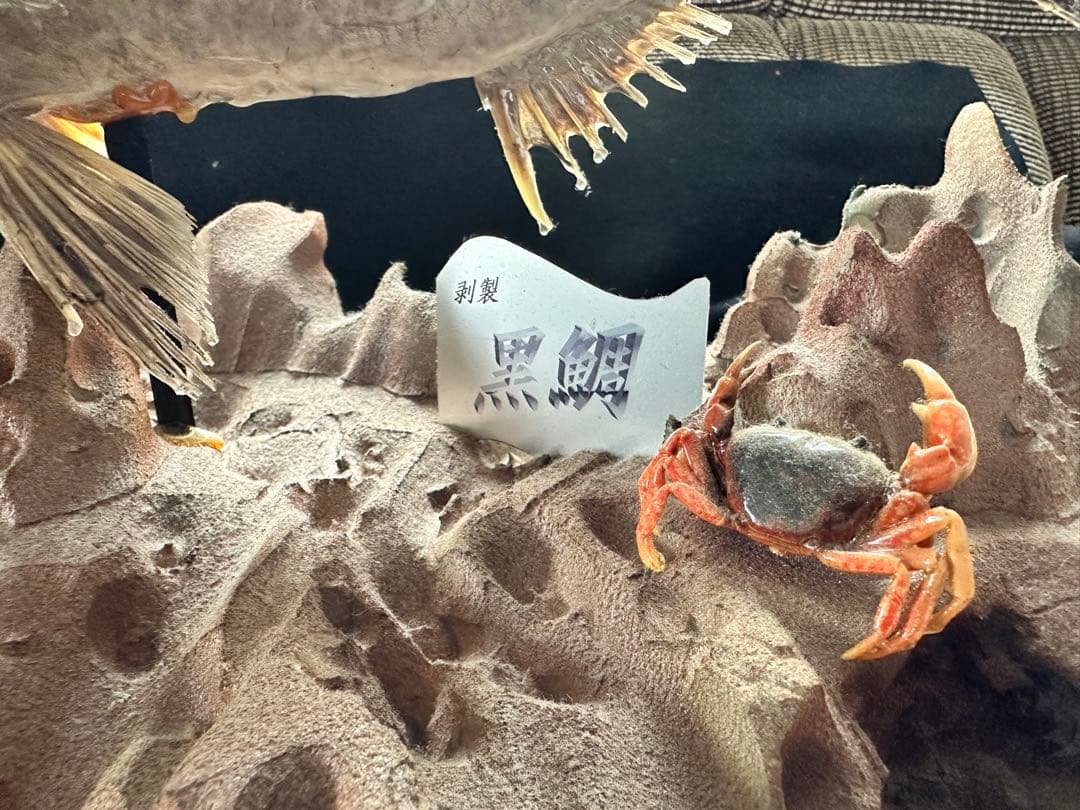 【激レア・適品】チヌ（黒鯛）剥製