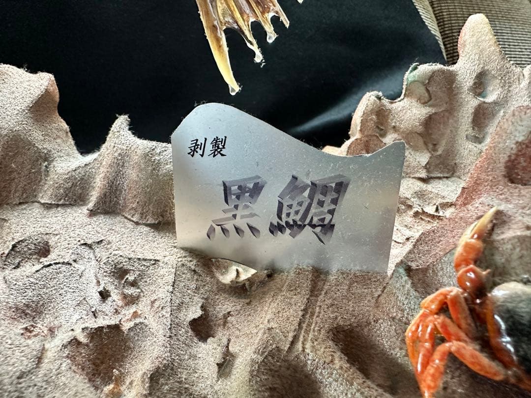 【激レア・適品】チヌ（黒鯛）剥製