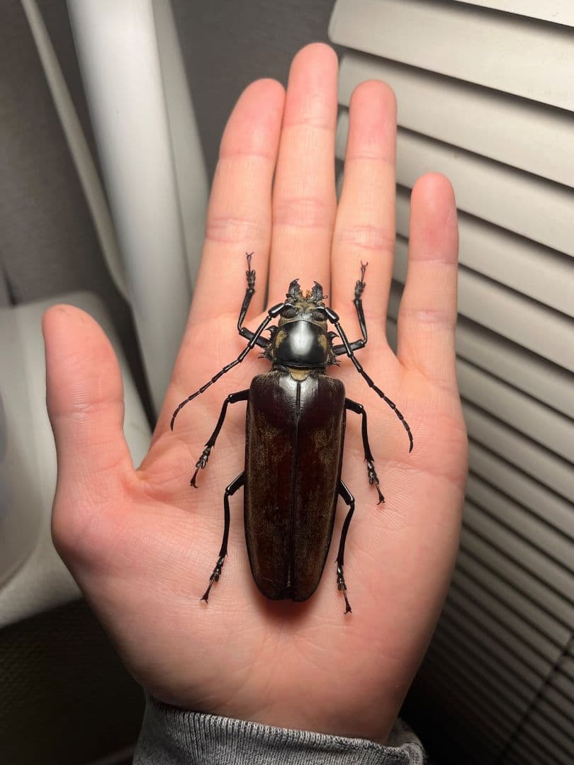 【韓国保護種】ウスリーオオキバウスバカミキリ Callipogon　標本